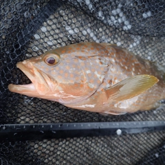 キジハタの釣果