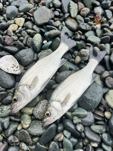 セイゴ（ヒラスズキ）の釣果