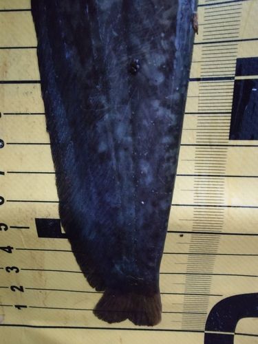 ナマズの釣果