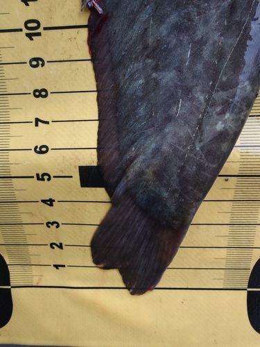 ナマズの釣果