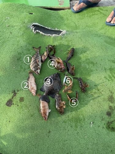 イシガキダイの釣果