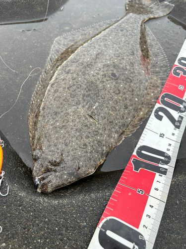 ヒラメの釣果