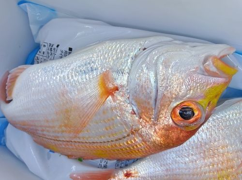 レンコダイの釣果