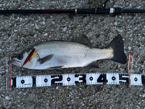ヒラスズキの釣果