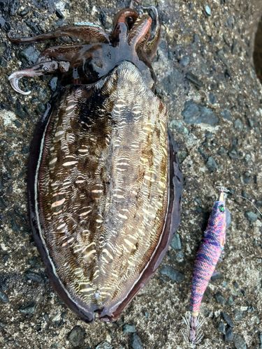 アオリイカの釣果