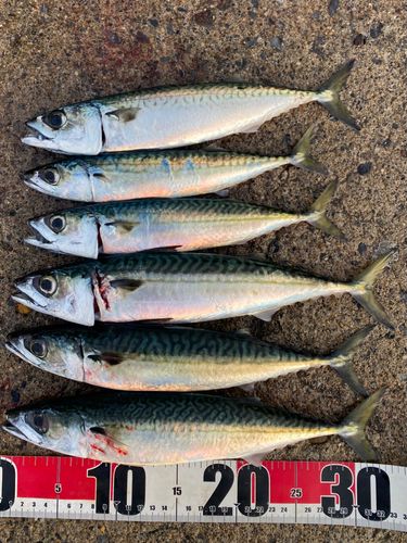 サバの釣果