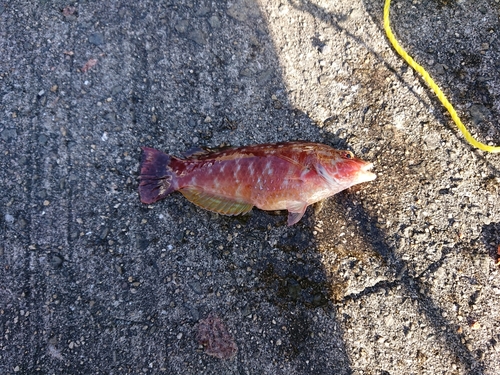 ホシササノハベラの釣果