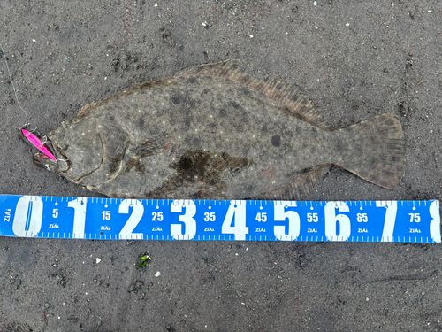 ヒラメの釣果