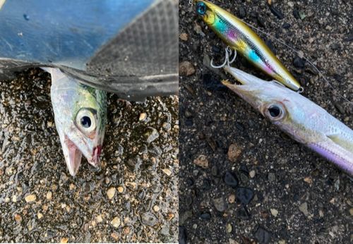 カマスの釣果