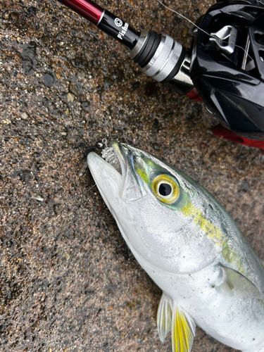 ツバスの釣果