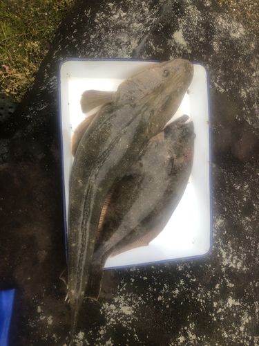 マゴチの釣果