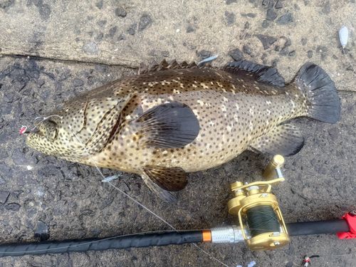 ヤイトハタの釣果
