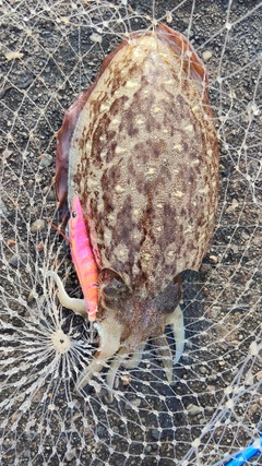 モンゴウイカの釣果
