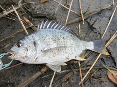 キビレの釣果