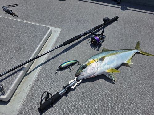ヒラマサの釣果