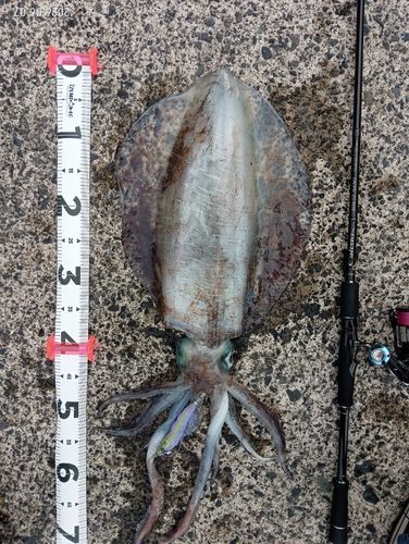アオリイカの釣果