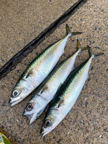 サバの釣果