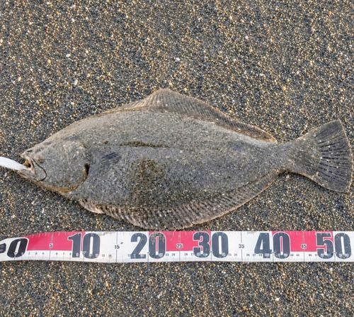 ヒラメの釣果