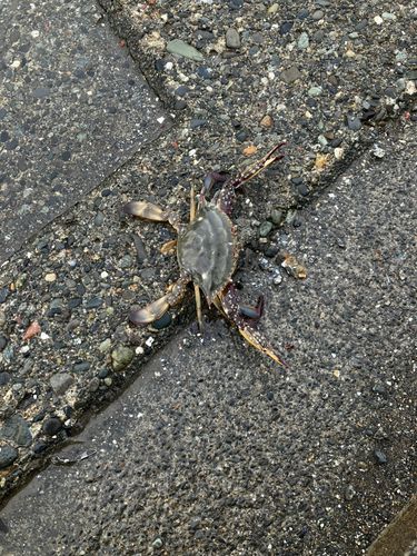 ワタリガニの釣果
