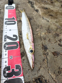 カマスの釣果
