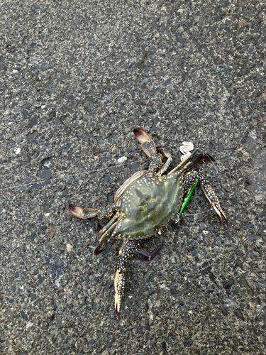 ワタリガニの釣果