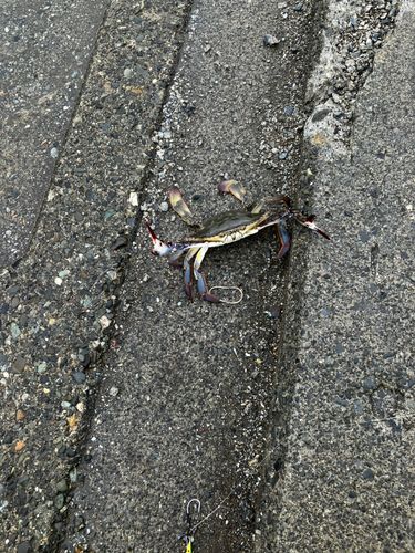 ワタリガニの釣果
