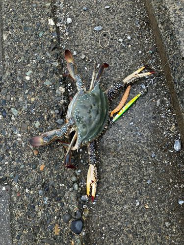 ワタリガニの釣果