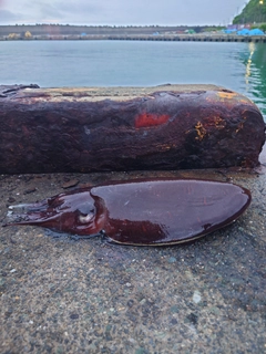モンゴウイカの釣果