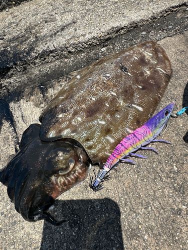 モンゴウイカの釣果