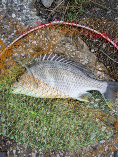 キビレの釣果