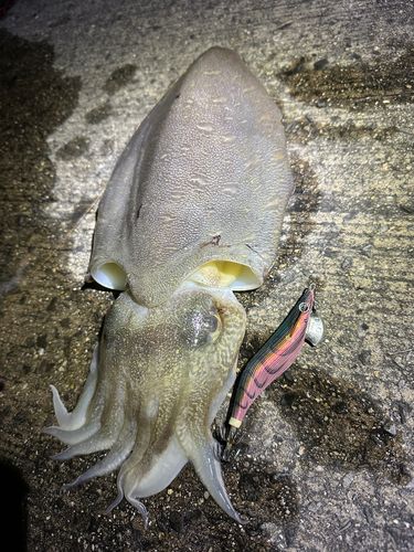 モンゴウイカの釣果