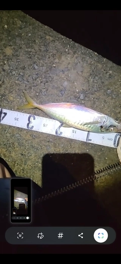 マアジの釣果