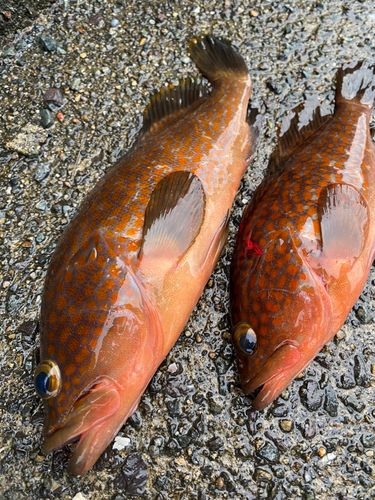 アコウの釣果