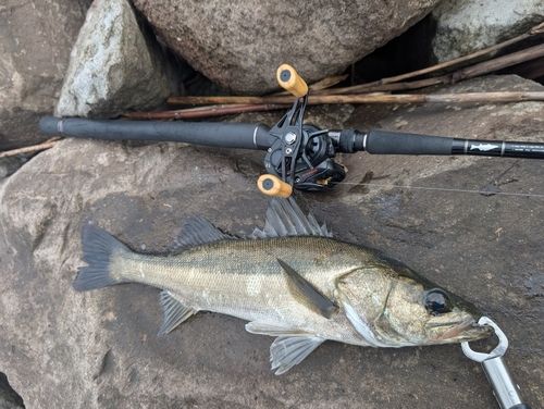 セイゴ（マルスズキ）の釣果