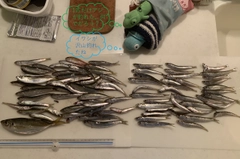 カタクチイワシの釣果