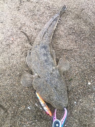 マゴチの釣果