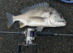 キビレの釣果
