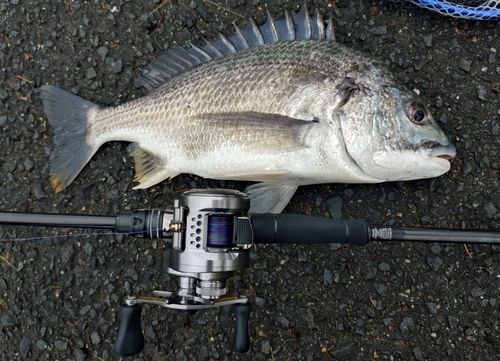 キビレの釣果