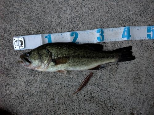 那珂川（福岡）で釣れたブラックバスの釣り・釣果情報 - アングラーズ