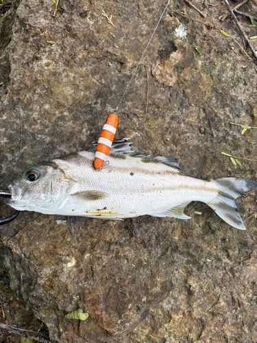 コトヒキの釣果