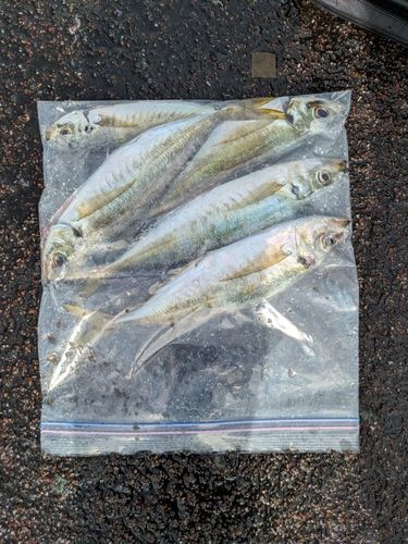 釣果