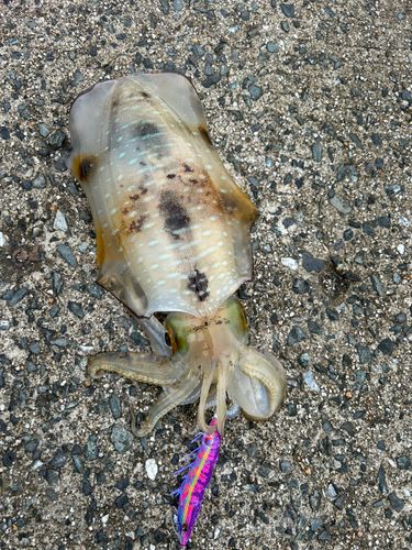 アオリイカの釣果