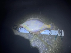 マガレイの釣果