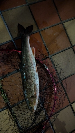 マルタウグイの釣果
