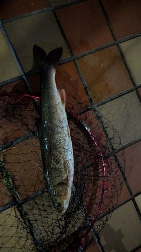 マルタウグイの釣果