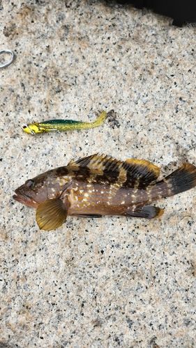 キジハタの釣果