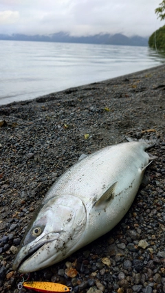 サクラマスの釣果