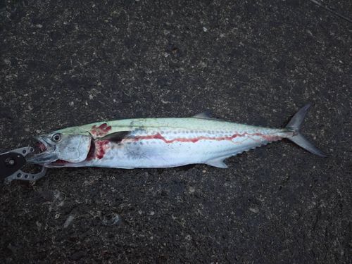 サゴシの釣果