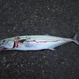 サワラの釣果・釣り情報まとめ【2026年最新】 - アングラーズ | 釣果