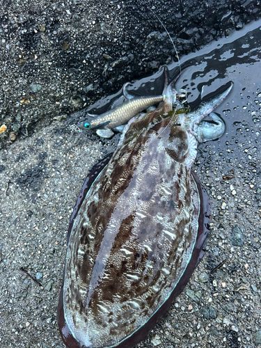 モンゴウイカの釣果